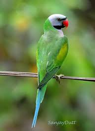 Small Brown Bird With White Ring Around Neck Red Breasted Parakeet Parakeet Beautiful Birds Pretty Birds