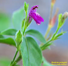 Image result for Justicia phyllostachys