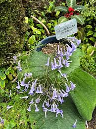 Image result for Streptocarpus eylesii × michelmorei