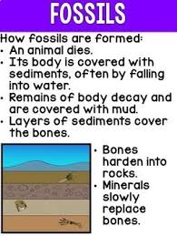 Science Anchor Charts Science Anchor Charts Anchor Charts Fossils Lesson