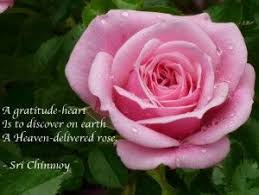 Poems About Gratitude Gratitude Poems Flower Photos Beautiful Pink Roses