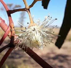 Image result for Eucalyptus camaldulensis