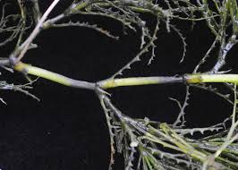 Image result for Najas horrida