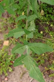 Image result for Sisymbrium orientale