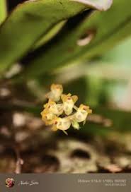 Image result for Orthochilus ruwenzoriensis