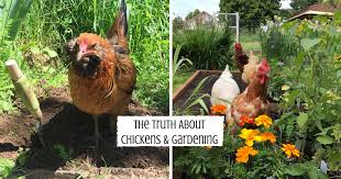 But how do you protect your garden from the chickens? How To Garden With Chickens City Girl Farming Sustainable Living For Regular People
