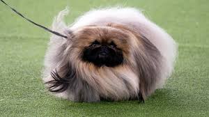 Then you may prefer free coloring sheets to print with animals, birds, fruits, motorcycles. Westminster Dog Show 2021 Wasabi The Pekingese Wins Best In Show The New York Times
