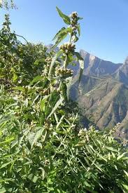 Image result for Lippia abyssinica
