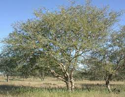 Acacia Erubescens Blue Thorn Blouhaak 10 M S A No 164 Tree Plants Acacia