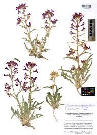 Image result for Vincetoxicum stenolobum