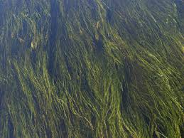 Image result for Fuirena sagittata