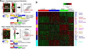 The short answer, according to the aspca, is 13 to 17 years. Identification Of Micror 106b As A Prognostic Biomarker Of P53 Like Bladder Cancers By Actmir Oncogene
