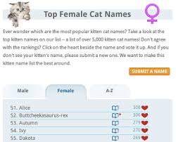 Perhaps your cat is quite energetic or adventurous, so you want to give him a. 12 Of The Best Worst Cat Names To Grace The Internet The Poke