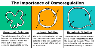 In the diagram, the concentration of sugar is initially higher on the right side of the membrane. Osmoregulation Definition Importance Expii