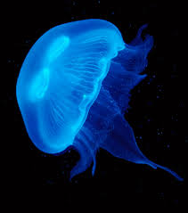 The moon jellyfish, its scientific name being aurelia aurita, is commonly found in groups or what are known as 'smacks' in coastal areas all over the world. Buy Jellyfish In The Uk Pet Jellyfish Buy Online Uk Jellyfish