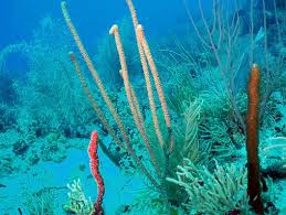 Image result for Walleria nutans