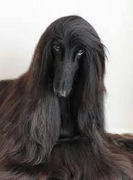 mysterious black krupnye porody sobak italyanskaya borzaya grejhaund