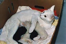 Kucing merupakan salah satu haiwan kesayangan manusia, namun dua lelaki ini layak digelar individu paling kejam apabila tergamak membunuh kucing betina yang sedang bunting dengan memasukkannya ke dalam mesin pengering di kedai dobi. Anak Kucing Wikipedia Bahasa Indonesia Ensiklopedia Bebas