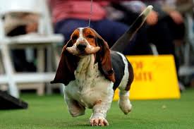 This is the first time the. 2nd Day Of Westminster Kennel Club Dog Show 2021 Live Stream Online Highlights Techbondhu News