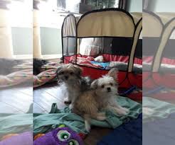 Find miki puppies for sale with pictures from reputable miki breeders. View Ad Mi Ki Litter Of Puppies For Sale Near Illinois Streamwood Usa Adn 192194