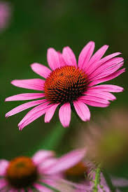 Pin On Nature Flowers Plant Porn