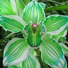 Rosa On Twitter Orchid Seeds Cymbidium Orchids Bonsai Flower