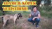 yavru kopek nasil beslenir devit 3 d vitamini takviyeli besleyici mama yapimi dog food youtube