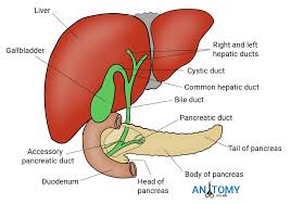 A large organ in the body that stores and metabolizes nutrients, destroys toxins, and produces bile. Liver Structure Location Functions Development Diagram