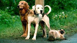 Homeward bound hounds hasn't added a link to donate online. Homeward Bound The Incredible Journey Film Streams
