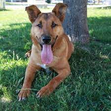 We did not find results for: 17 Adorable German Shepherd Mixes Top Of Their Class Mixed Breeds German Shepherd Mix Hybrid Dogs Mixed Breed Dogs