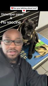 Mastiff Neapolitan Vs Cane Corso