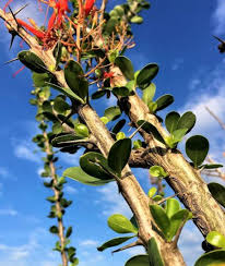 Image result for Droguetia