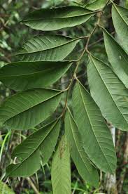 Image result for Annonaceae