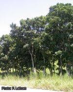 Image result for Khaya anthotheca