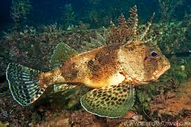 Image result for Neoschumannia cardinea