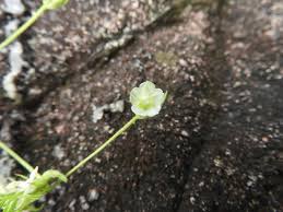 Image result for Xenostegia pinnata