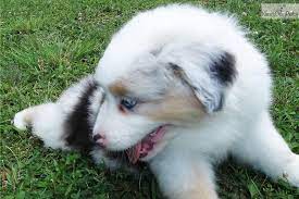 For sale is a tour ep by say anything. Collie Puppies For Sale In Pittsburgh Pa The Y Guide