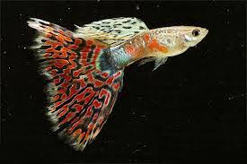 Image result for gambar budidaya ikan guppy di kolam terpal