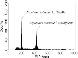 Image result for Asplenium normale