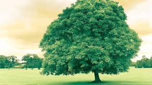 You can also upload and share your favorite oliver tree desktop wallpapers. Cool Tree Hd Wallpaper Get It Now Desktop Background