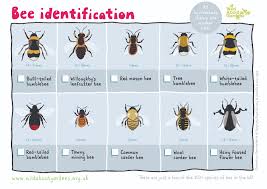 52 Rigorous Pond Microorganisms Identification Chart