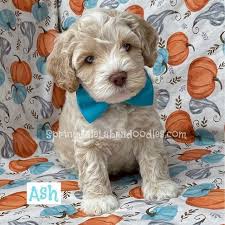 They come in three sizes: Labradoodle Puppies For Sale In Nc Multi Generational Miniature Labradoodle Puppies Springd Labradoodle Puppy Australian Labradoodle Labradoodle Miniature