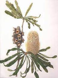 Banksia Serrata Celia Rosser Botanical Flowers Botanical Prints Plant Art