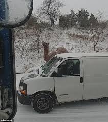 5050 route 309 s center valley, pa 18034. Pennsylvania Drivers Are Stunned As A Camel Is Seen Walking On A Highway During A Snowstorm Daily Mail Online