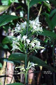 Image result for Corymborkis