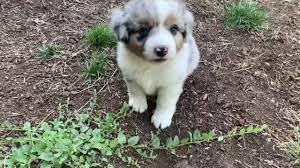 The australian shepherd is a medium size breed of dog that was developed on ranches in the western united states. Miniature American Shepherd Puppies Playing Fawn C Minis In Eugene Oregon Youtube