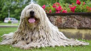 Image result for Komondor