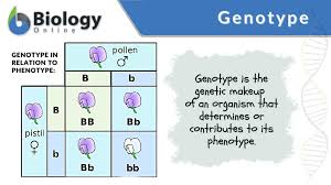 Representation of how genotype make up the organism.