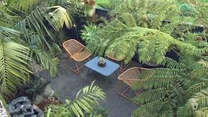 The word pygmy refers to the smaller size. Tropical Tasmania Fact Sheets Gardening Australia Gardening Australia