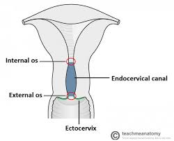We did not find results for: The Female Reproductive Tract Teachmeanatomy